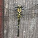 Image of Tanypteryx pryeri imported from iNaturalist.