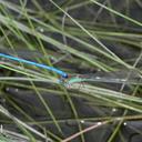 Image of Ceriagrion azureum imported from iNaturalist.