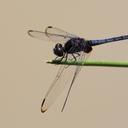 Image of Indothemis limbata imported from iNaturalist.