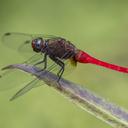 Image of Orthetrum chrysis imported from iNaturalist.