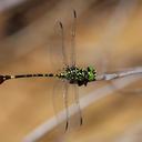 Image of Paragomphus fritillarius imported from iNaturalist.