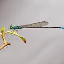 Image of Pseudagrion glaucum imported from iNaturalist.