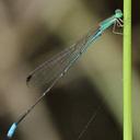 Image of Aciagrion gracile imported from iNaturalist.