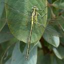 Image of Notogomphus zernyi imported from iNaturalist.