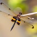 Image of Rhyothemis phyllis imported from iNaturalist.