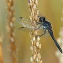 Image of Sympetrum danae imported from iNaturalist.