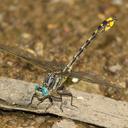 Image of Phanogomphus sandrius imported from iNaturalist.