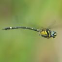 Image of Tonyosynthemis ofarrelli imported from iNaturalist.