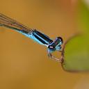 Image of Aciagrion fragile imported from iNaturalist.