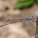 Image of Austrolestes aridus imported from iNaturalist.