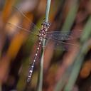 Image of Austrosynthemis cyanitincta imported from iNaturalist.