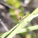 Image of Nannophya occidentalis imported from iNaturalist.