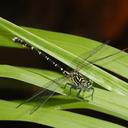 Image of Hemigomphus comitatus imported from iNaturalist.