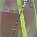 Image of Tonyosynthemis claviculata imported from iNaturalist.