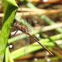 Image of Archaeosynthemis occidentalis imported from iNaturalist.