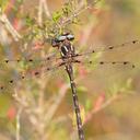 Image of Austropetalia patricia imported from iNaturalist.