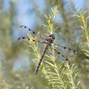 Image of Austropetalia patricia imported from iNaturalist.