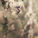 Archaeosynthemis spiniger