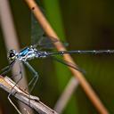 Image of Austroargiolestes alpinus imported from iNaturalist.