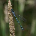 Image of Austrocoenagrion lyelli imported from iNaturalist.