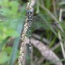 Image of Eusynthemis aurolineata imported from iNaturalist.