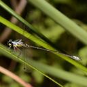 Image of Griseargiolestes albescens imported from iNaturalist.