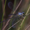 Image of Griseargiolestes eboracus imported from iNaturalist.