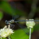 Image of Griseargiolestes fontanus imported from iNaturalist.