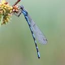 Image of Coenagrion hylas imported from iNaturalist.