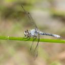 Image of Nannothemis bella imported from iNaturalist.