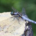 Image of Orthetrum japonicum imported from iNaturalist.