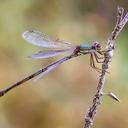 Image of Chalcolestes viridis imported from iNaturalist.