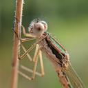 Image of Sympecma fusca imported from iNaturalist.