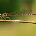 Image of Sympecma fusca imported from iNaturalist.