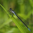 Image of Coenagrion pulchellum imported from iNaturalist.