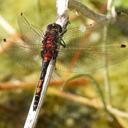 Image of Leucorrhinia dubia imported from iNaturalist.