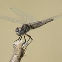 Image of Selysiothemis nigra imported from iNaturalist.