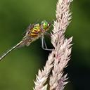 Image of Somatochlora metallica imported from iNaturalist.