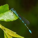 Image of Coenagrion johanssoni imported from iNaturalist.