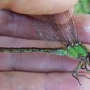 Image of Ophiogomphus rupinsulensis imported from iNaturalist.