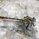 Image of Phanogomphus graslinellus imported from iNaturalist.