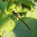 Image of Stylurus amnicola imported from iNaturalist.