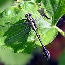 Image of Gomphurus ventricosus imported from iNaturalist.