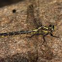 Image of Phanogomphus quadricolor imported from iNaturalist.