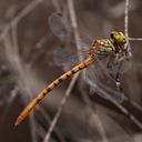 Image of Austroepigomphus gordoni imported from iNaturalist.