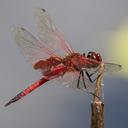 Image of Tramea stenoloba imported from iNaturalist.