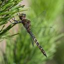 Image of Procordulia smithii imported from iNaturalist.