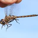 Image of Epitheca stella imported from iNaturalist.