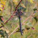 Image of Somatochlora arctica imported from iNaturalist.