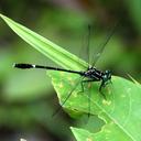 Image of Euthygomphus yunnanensis imported from iNaturalist.